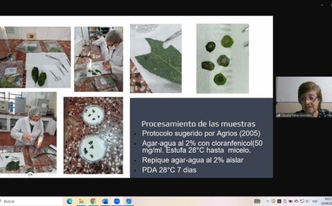 hongos 1